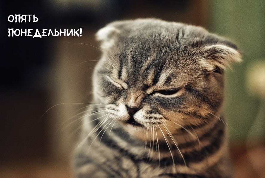 Опять понедельник!