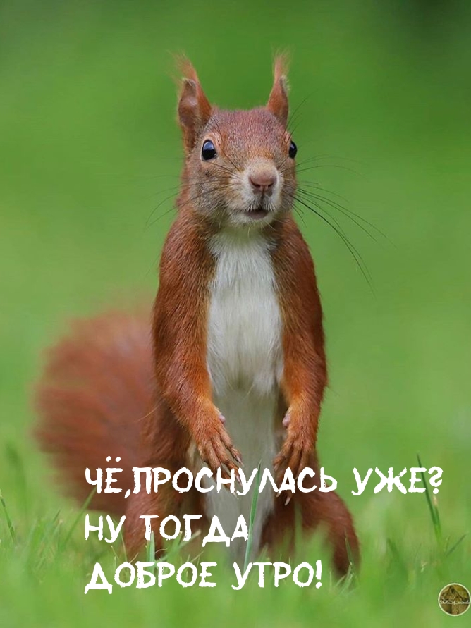 Картинки с надписями.  Чё,проснулась уже? Ну тогда доброе утро!.