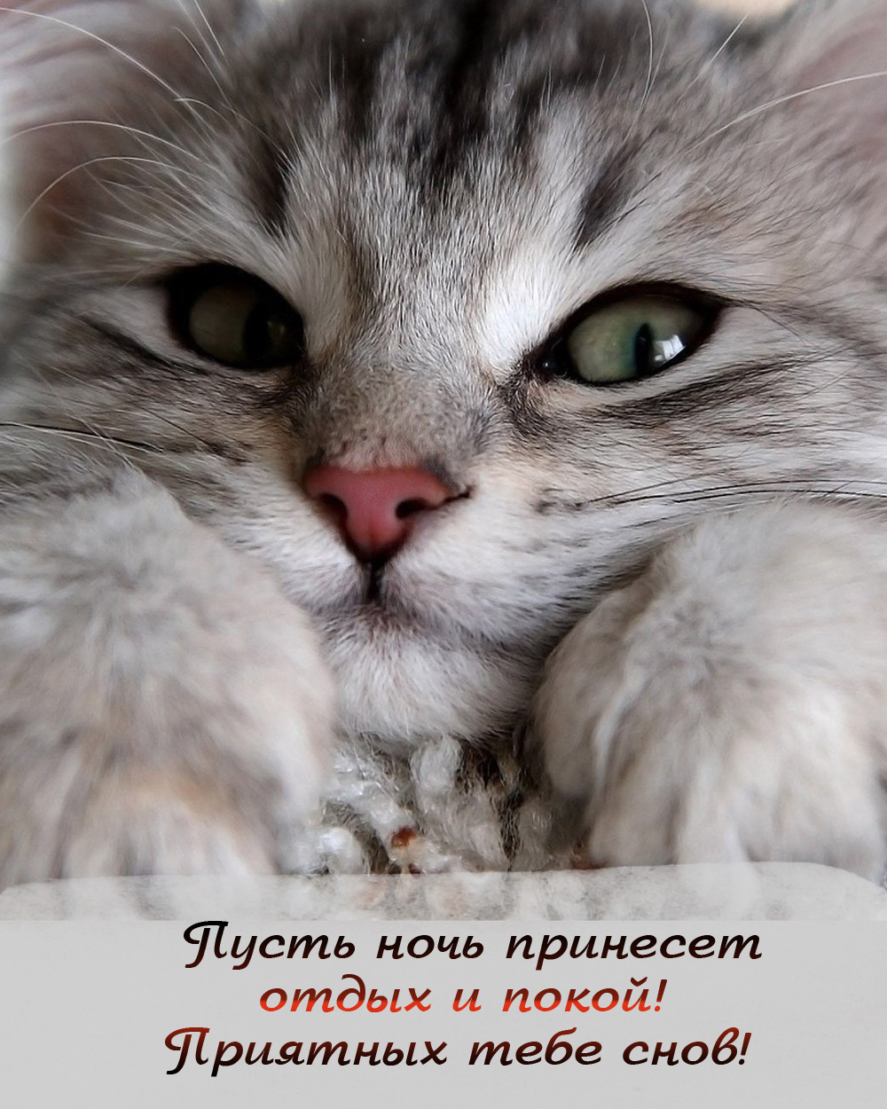 Пусть ночь принесёт отдых и покой!