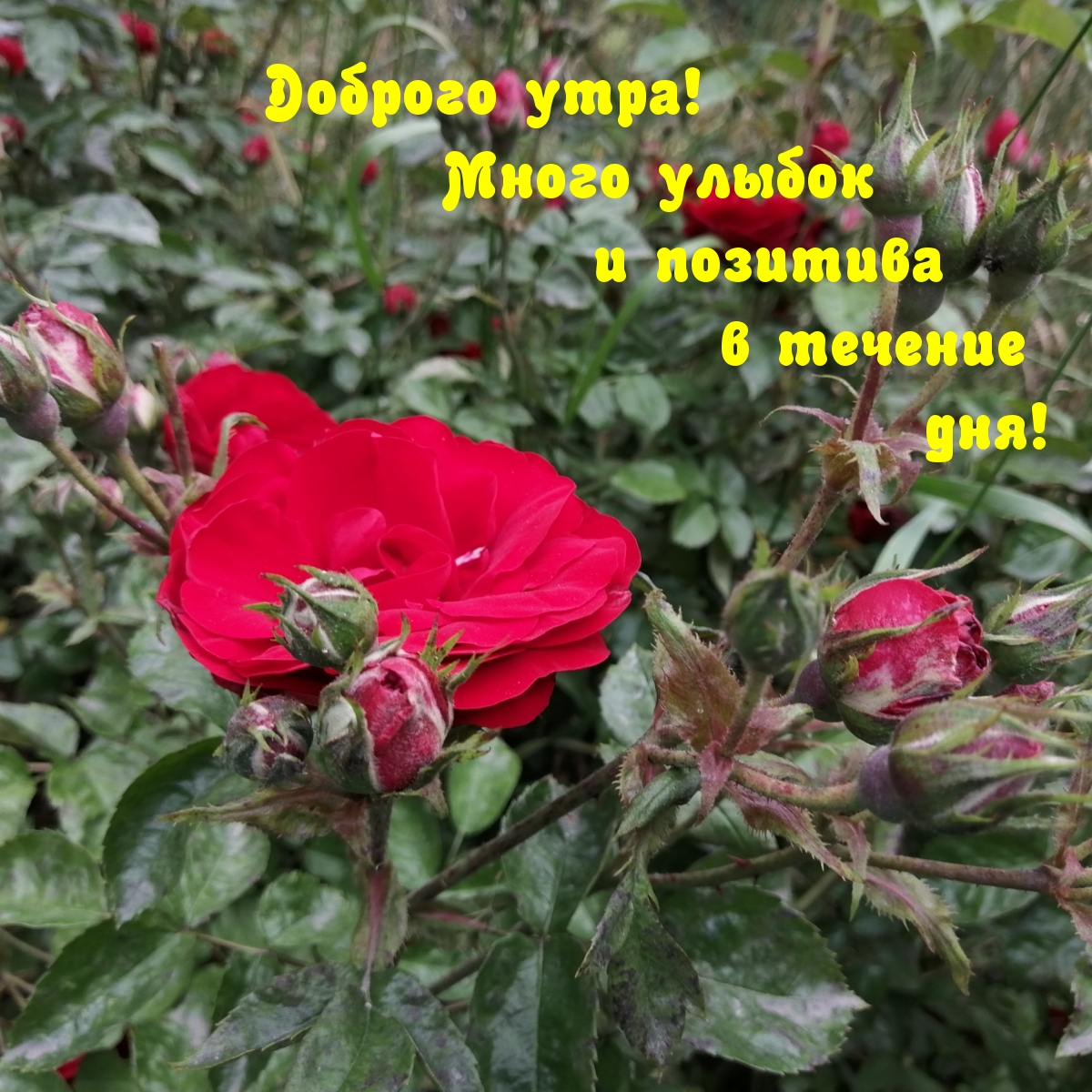 Доброго утра! Много улыбок!