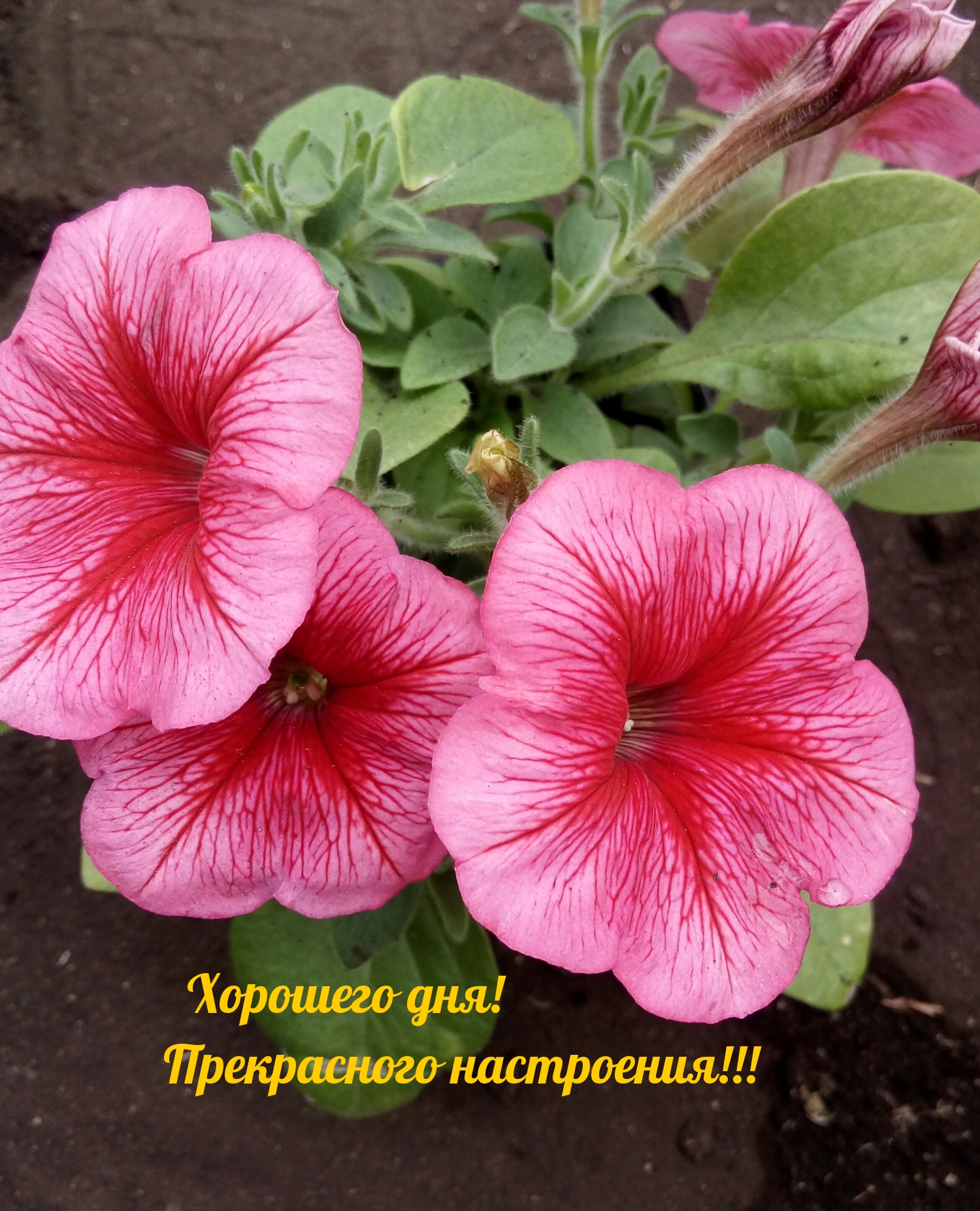 Хорошего дня! Прекрасного настроения!