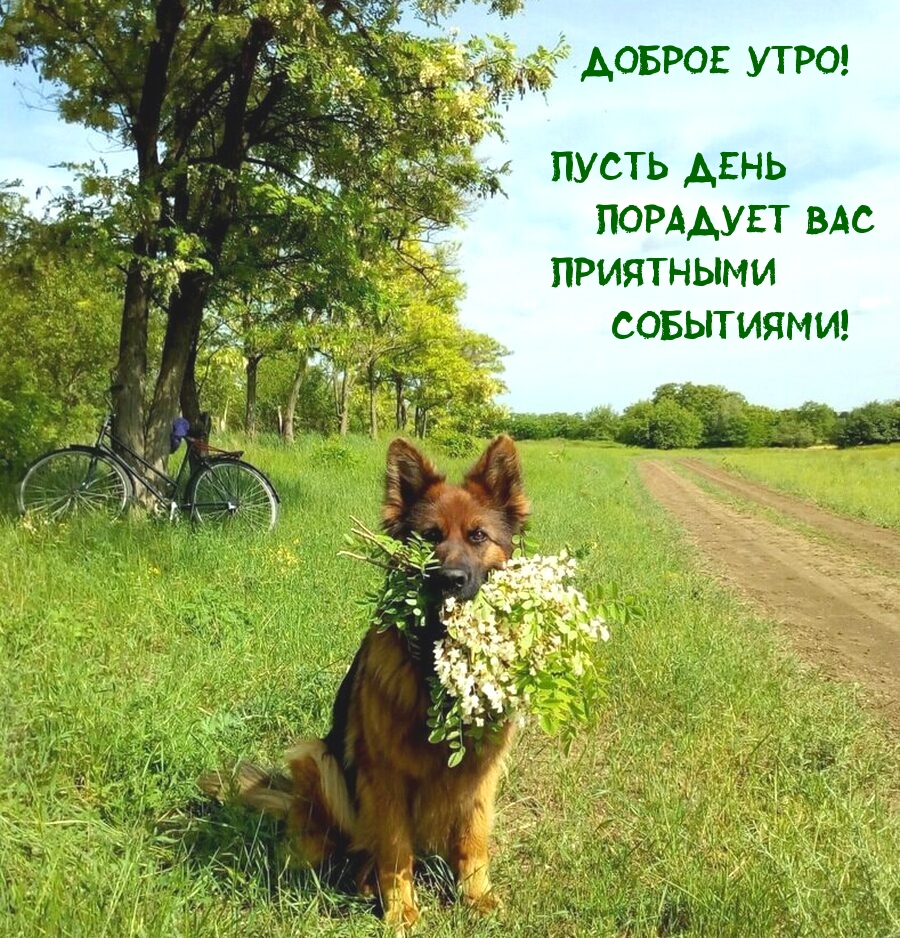Доброе утро! Пусть день порадует вас