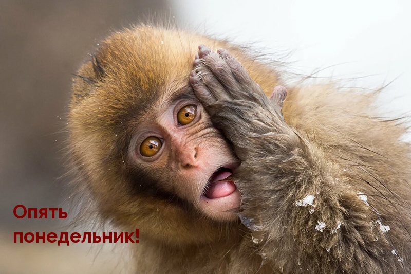 Опять понедельник!