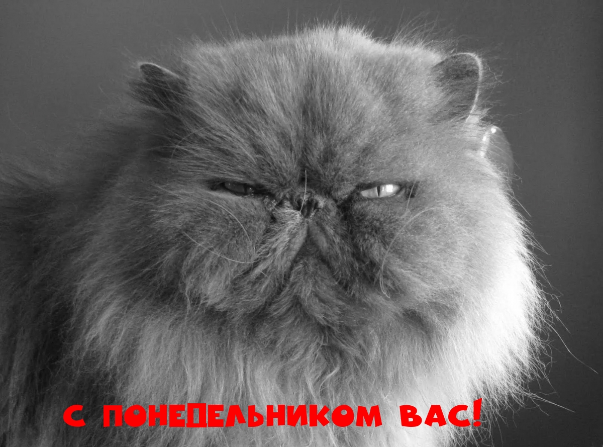 С понедельником вас!