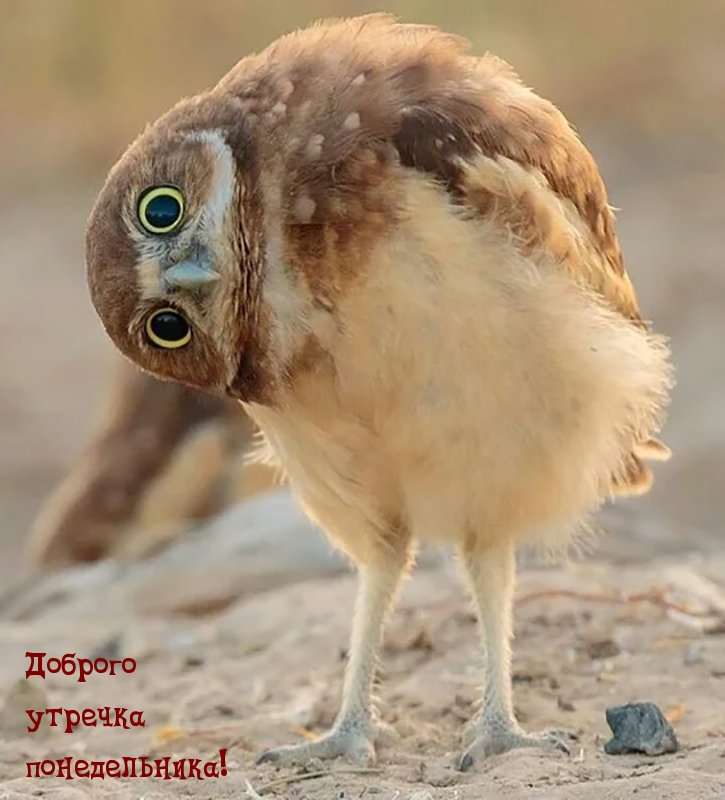 Доброго утречка понедельника!