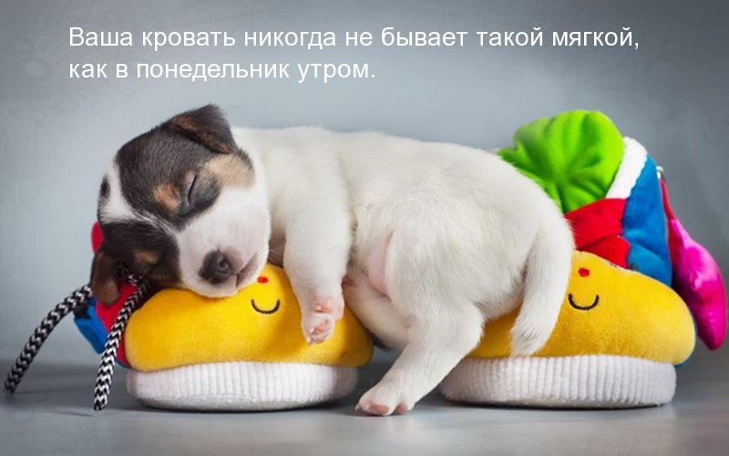 Утром понедельника — кровать такая мягкая)