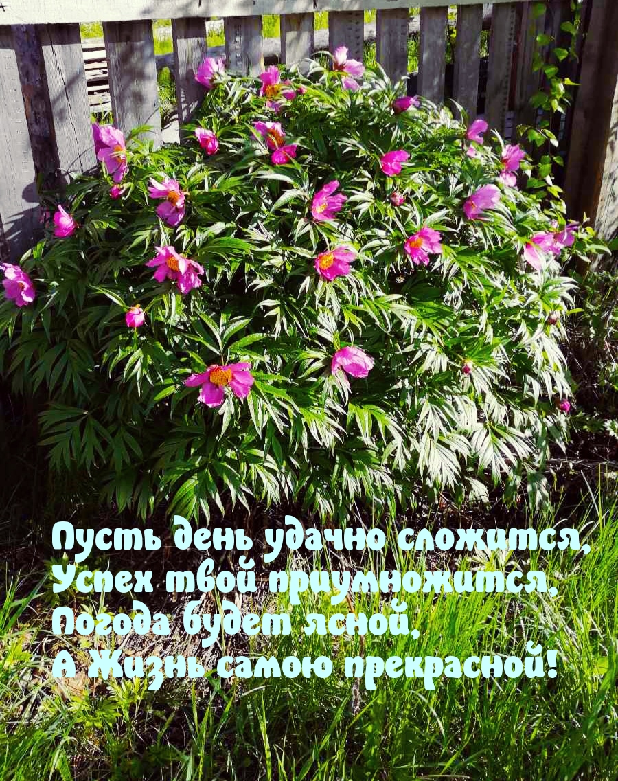 Пусть день удачно сложится!