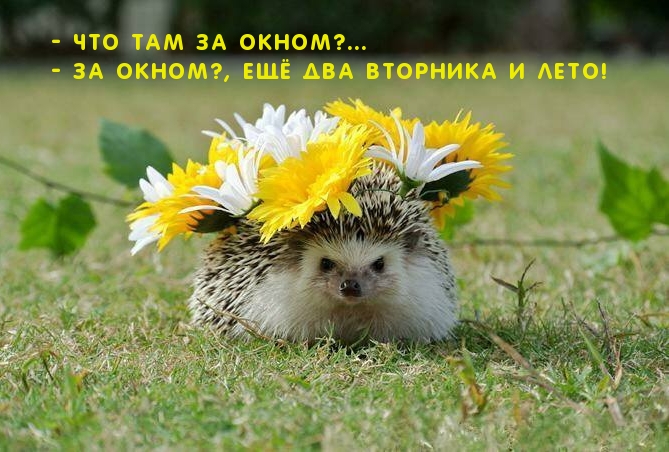 Ещё два вторника и ЛЕТО!