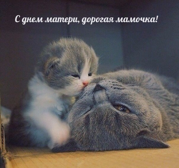С днем матери, дорогая мамочка!