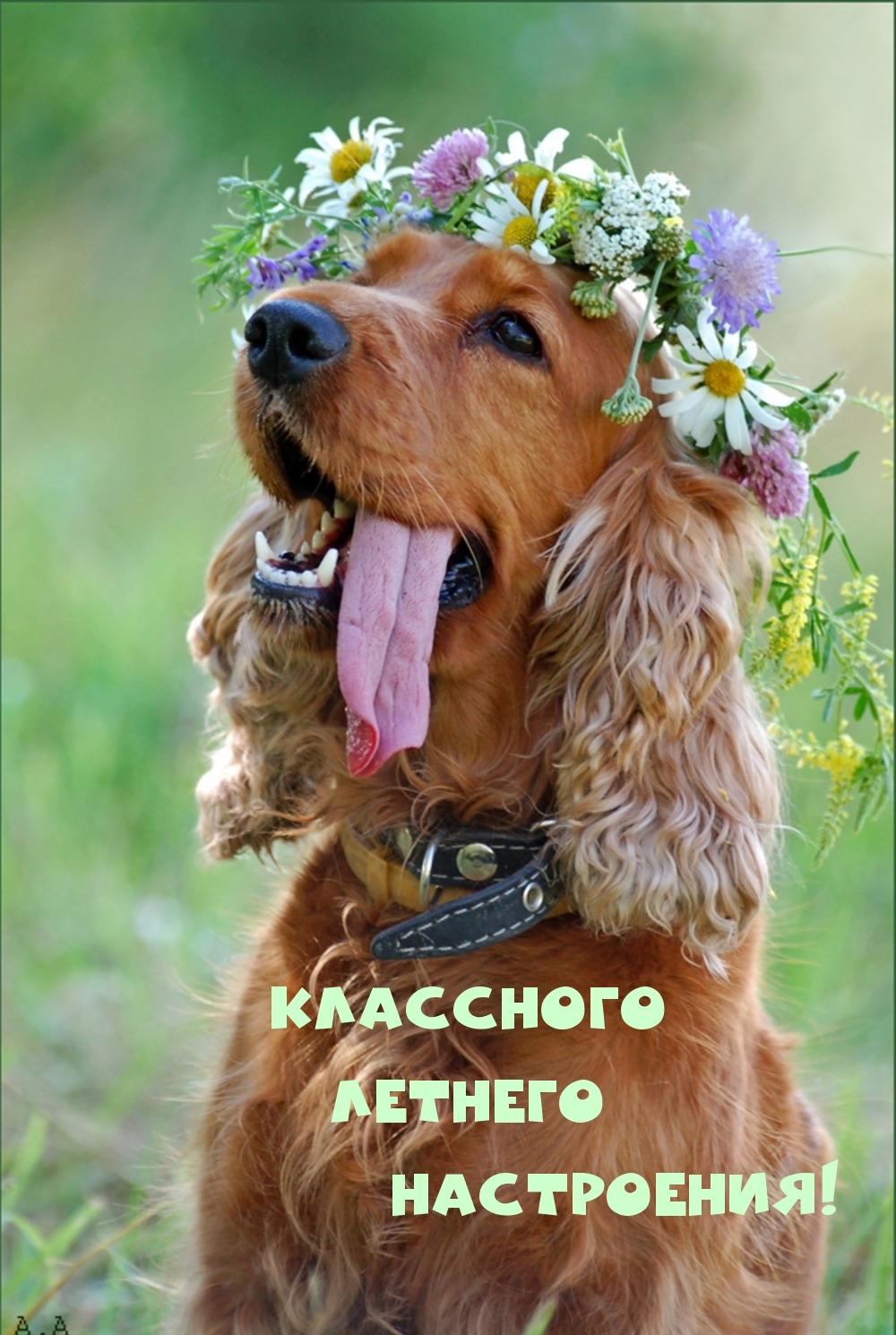 КЛАССНОГО ЛЕТНЕГО НАСТРОЕНИЯ!