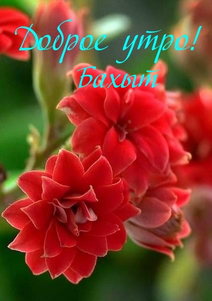 Бахыт, доброе утро!