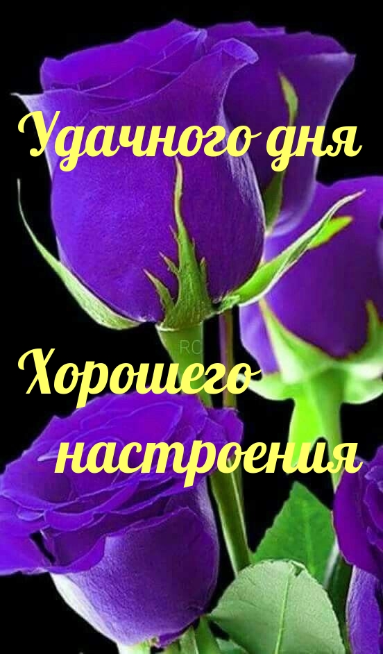 Удачного дня!