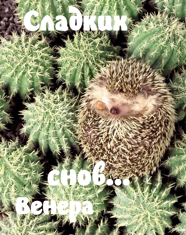 Венера, сладких снов)