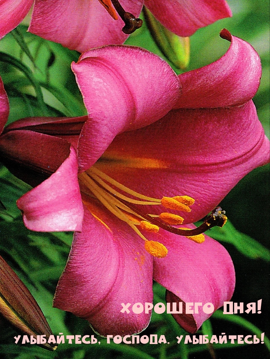 ХОРОШЕГО ДНЯ! Улыбайтесь, господа!