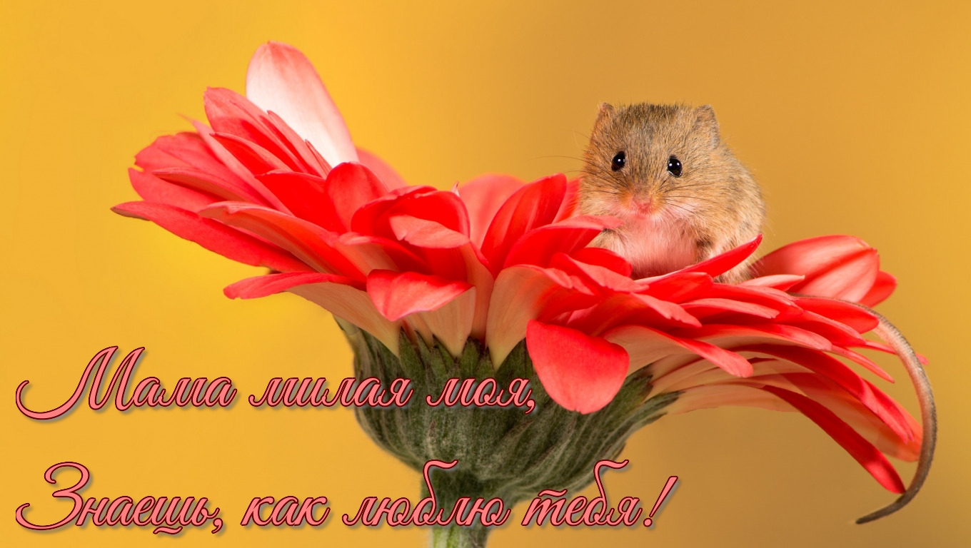 Мама, знаешь, я люблю тебя!
