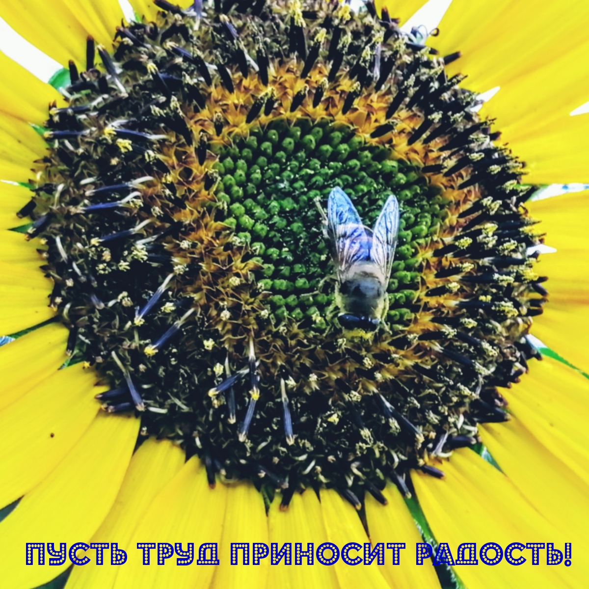 Пусть труд приносит радость!