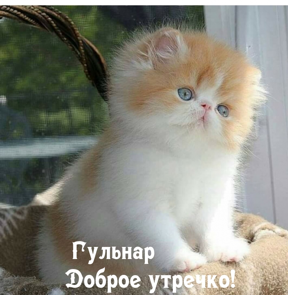 Гульнар, доброе утроечко!