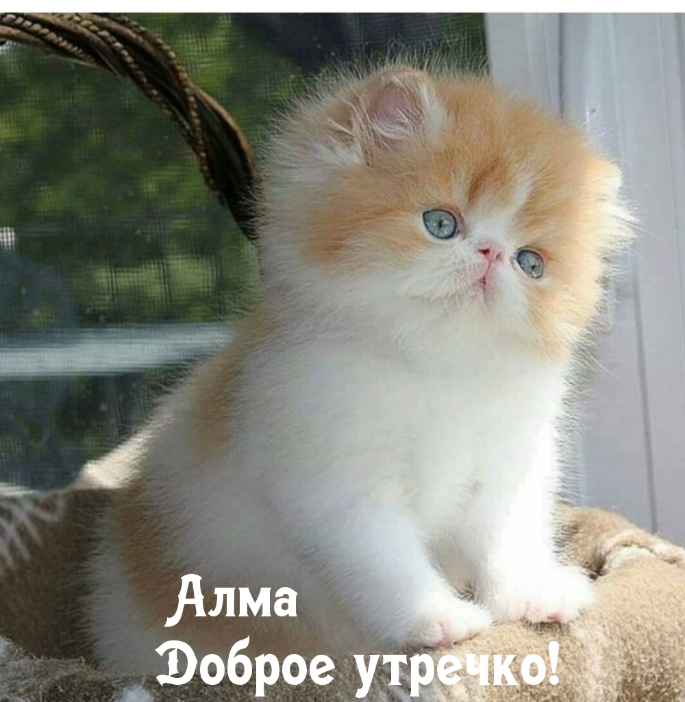 Алма, доброе утроечко!