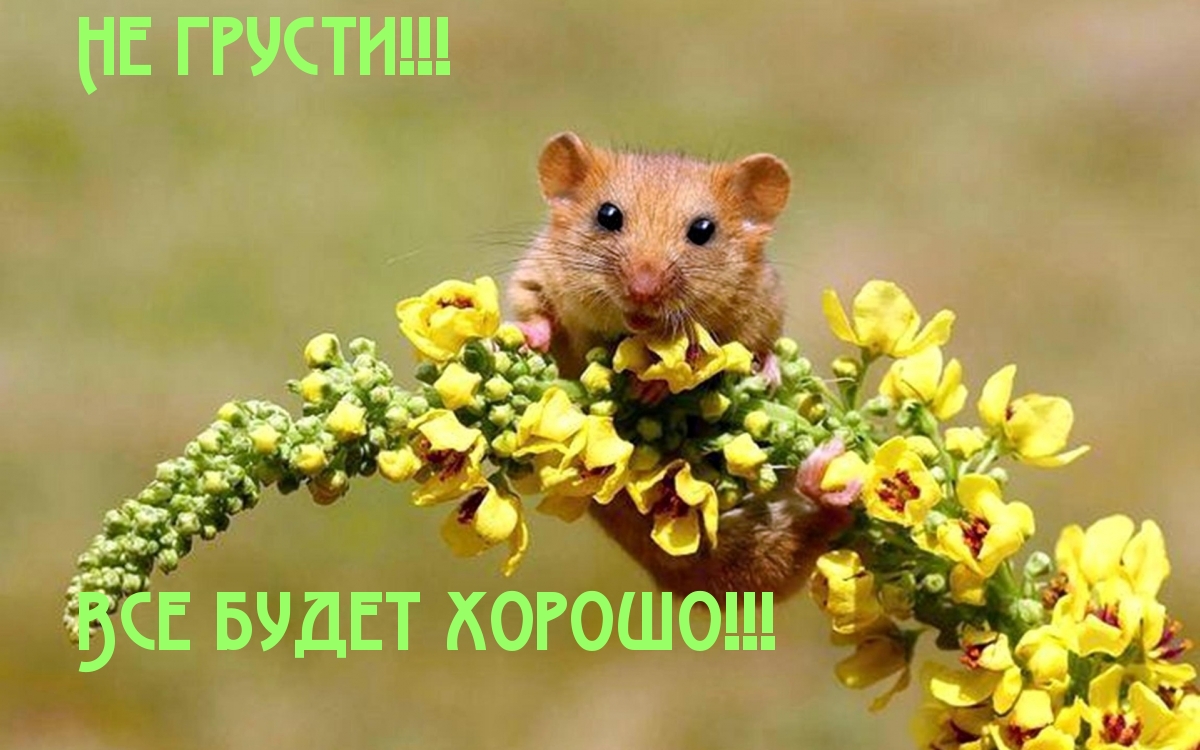 Не грусти! Все будет хорошо!