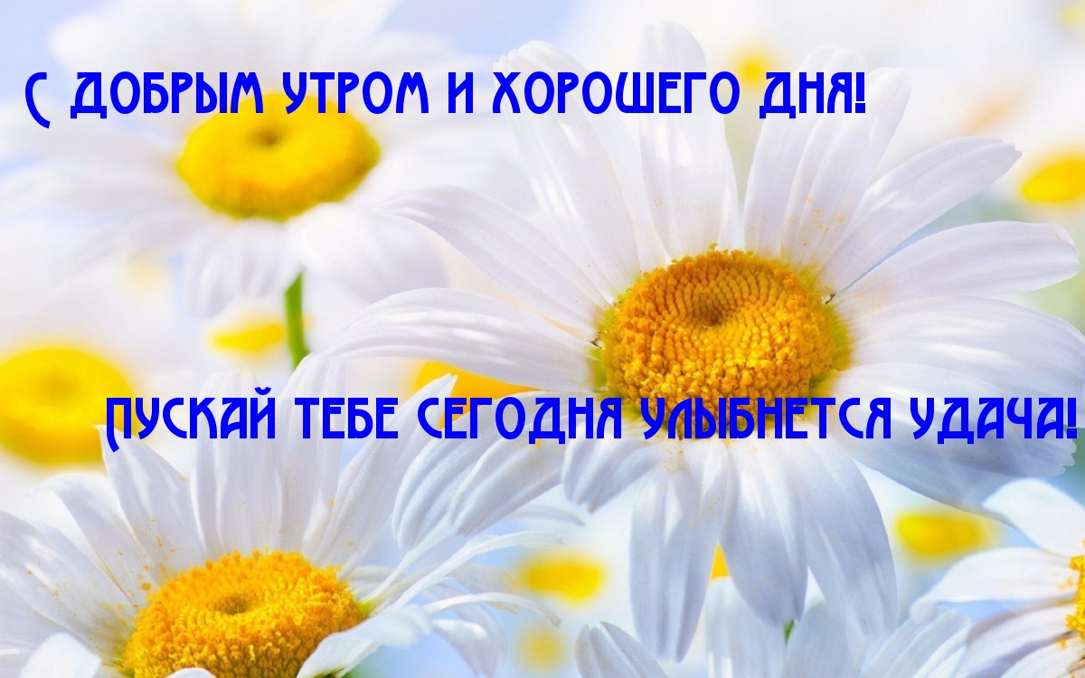 Картинки с надписями.  С добрым утром и хорошего дня!.