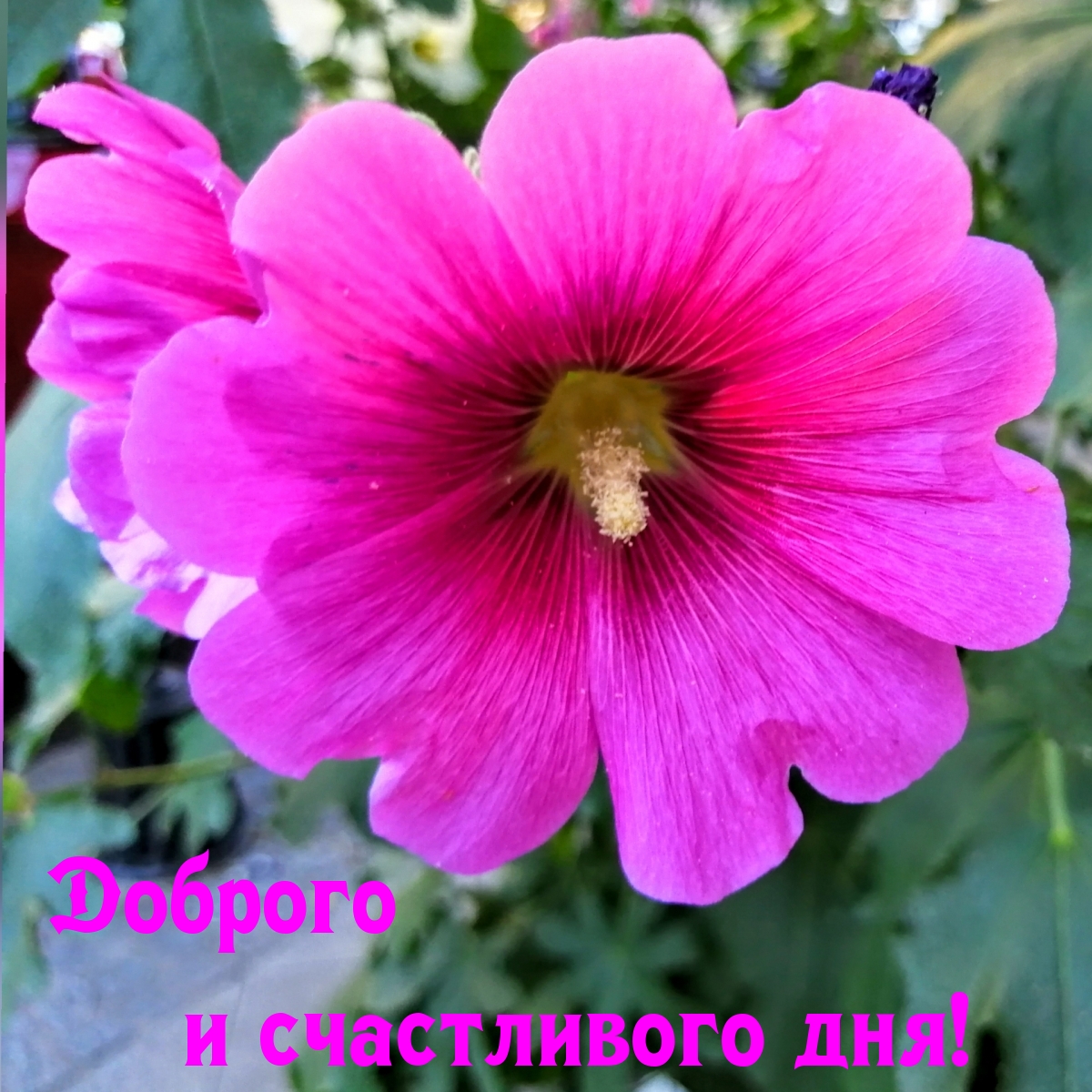 Доброго и счастливого дня!