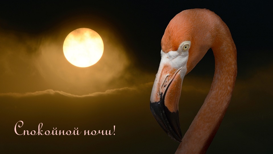 Спокойной ночи!