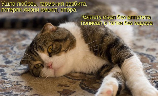 Прикольные о любви