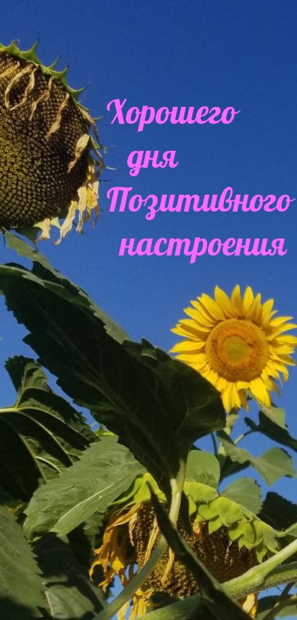 Хорошего дня! Позитивного настроения!