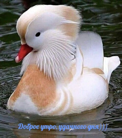 Доброе утро, удачного дня)))