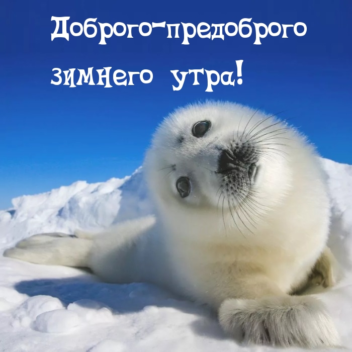 Доброго-предоброго зимнего утра!