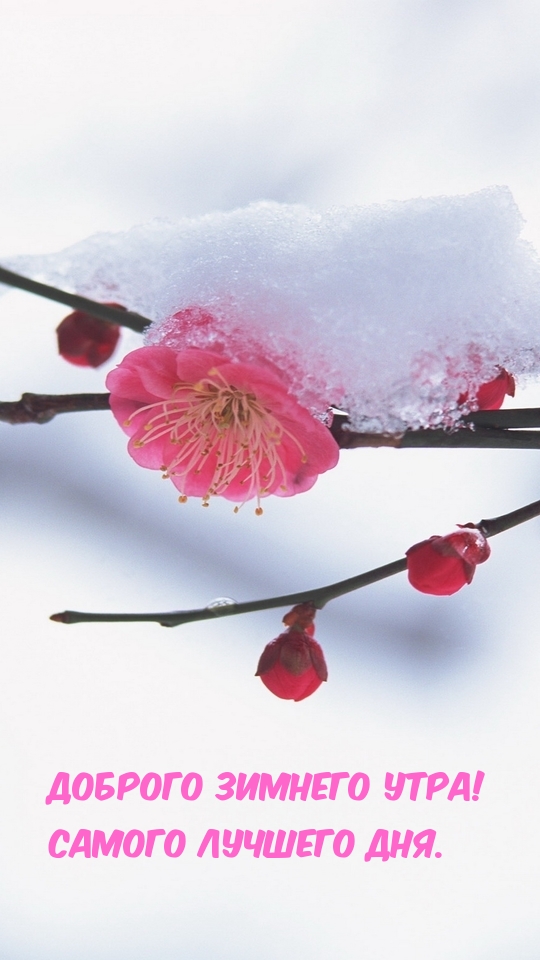 Доброго зимнего утра! Самого лучшего дня.