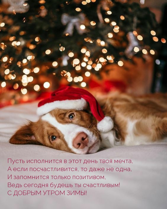 С ДОБРЫМ УТРОМ ЗИМЫ! Пусть исполнится мечта