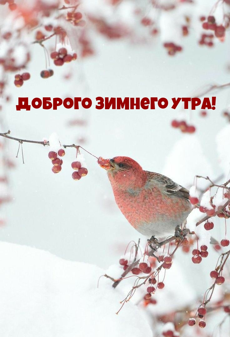 Доброго зимнего утра!