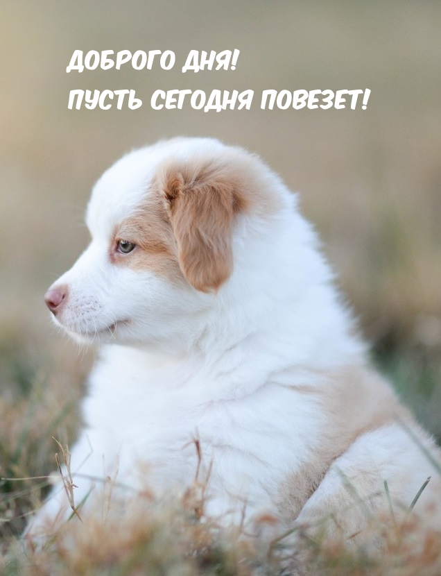 Доброго дня! Пусть сегодня повезет!