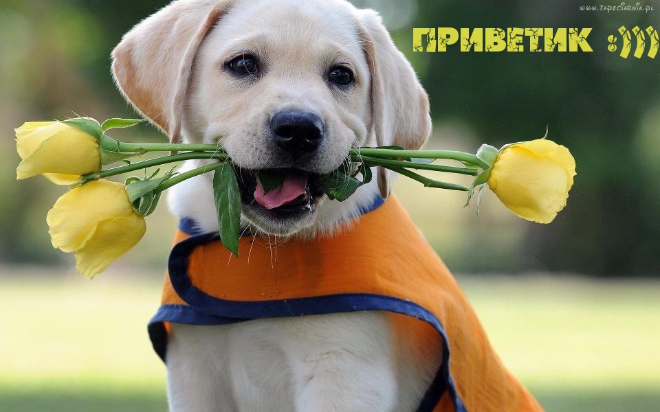 ПРИВЕТИК