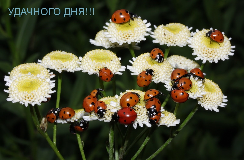УДАЧНОГО ДНЯ!