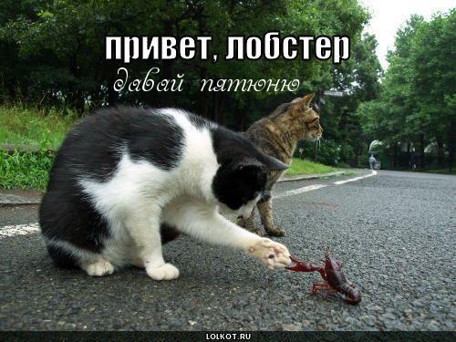 Картинки с надписями.  Давай пятюню.