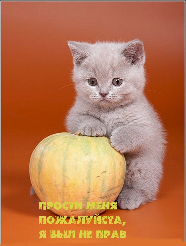 Картинки с надписями.  Прости меня, пожалуйста.