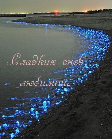 Сладких снов, любимый