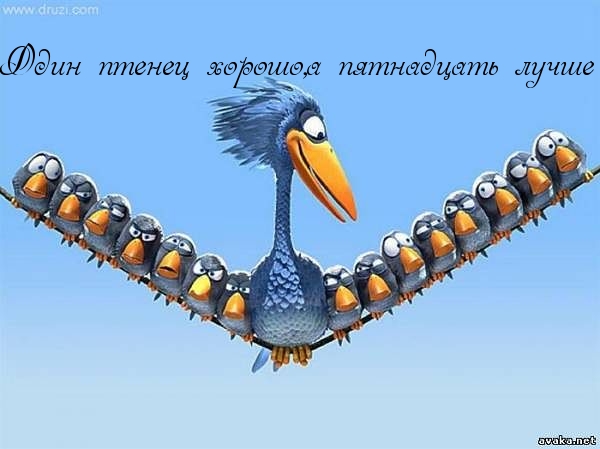 Один птенец хорошо,а пятнадцать лучше