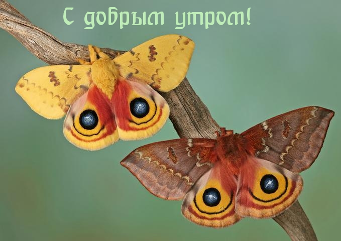 Картинки с надписями.  С добрым утром!.