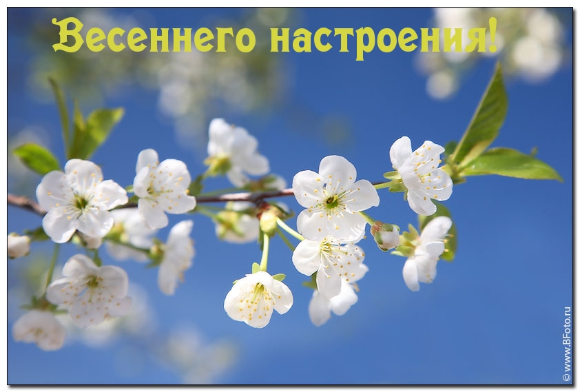 Весеннего настроения!