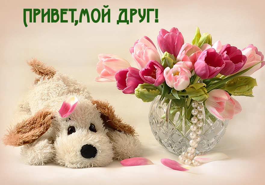 Привет,мой друг!
