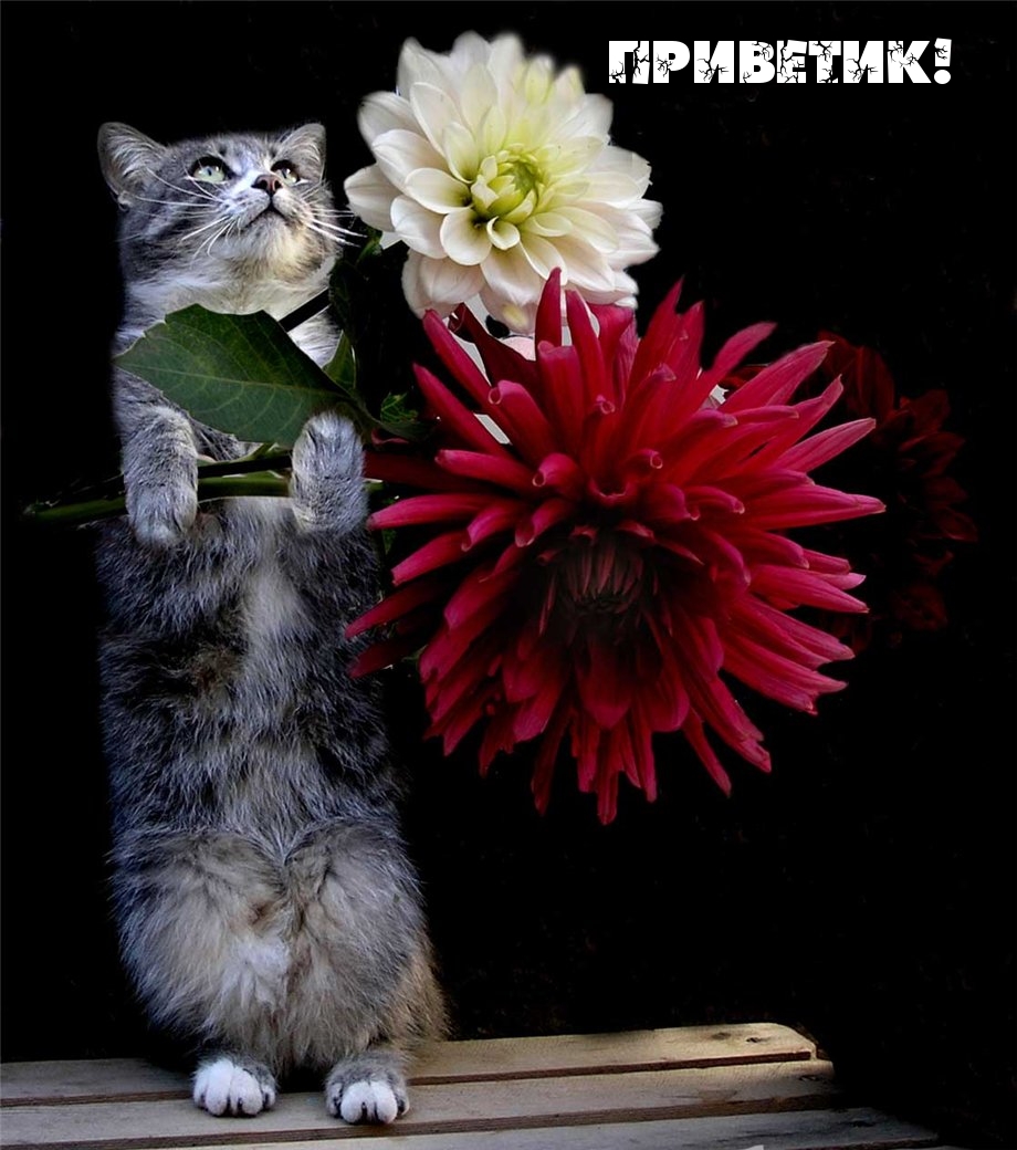 Приветик!