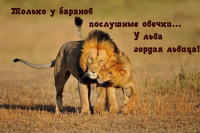 Только у баранов послушные овечки