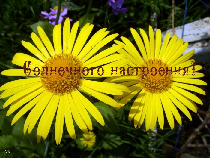 Солнечного  настроения!