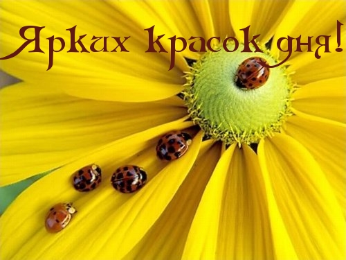 Ярких красок дня!