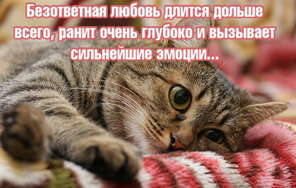 Картинки с надписями.  Безответная любовь длится дольше всего.