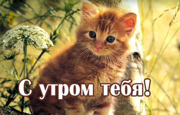 С утром тебя!
