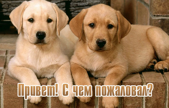 Привет! С чем пожаловал?